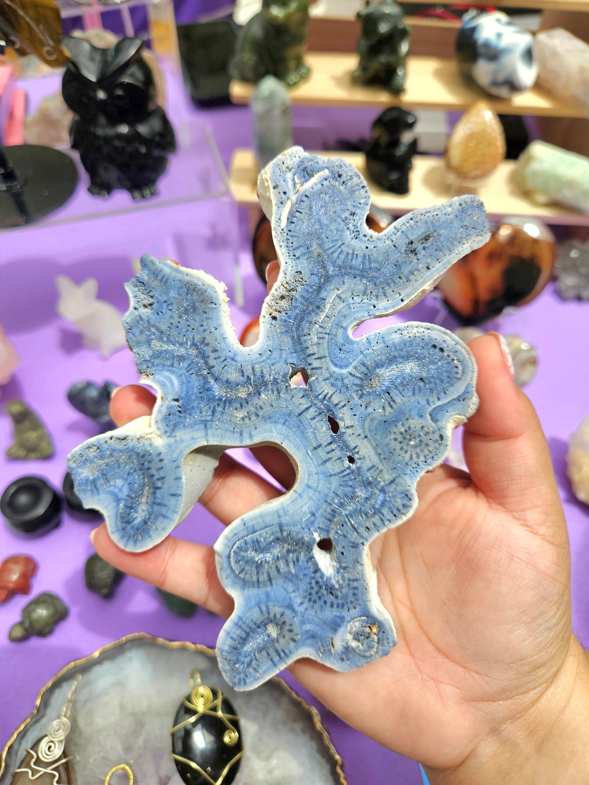 Espécimen de Fósil de Coral Azul