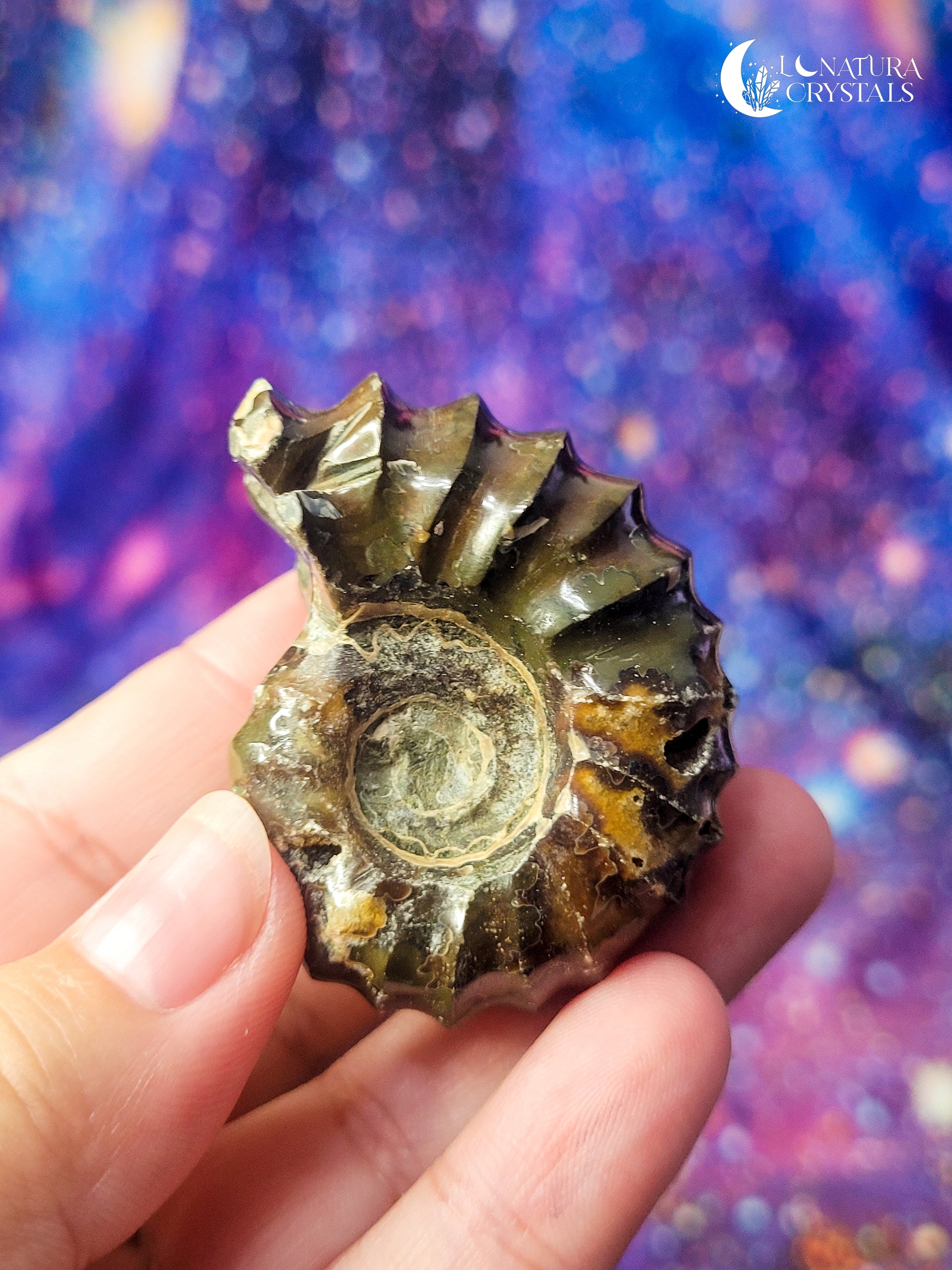 Ammonite Fossil (CHOOSE YOUR OWN)
