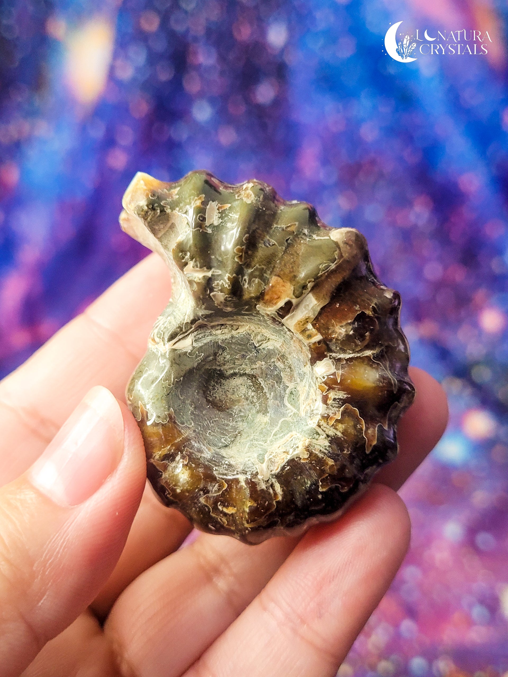 Ammonite Fossil (CHOOSE YOUR OWN)