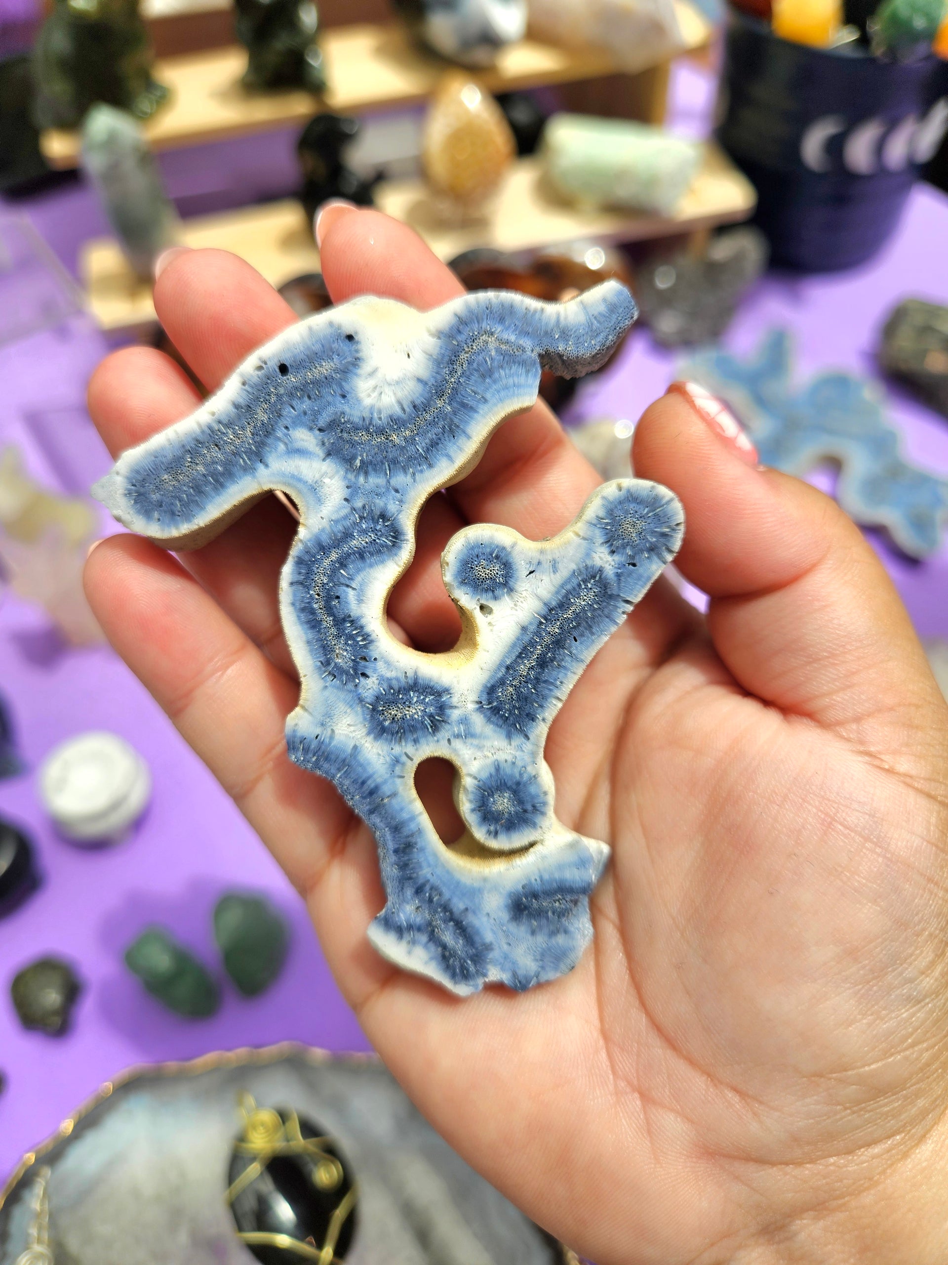 Espécimen de Fósil de Coral Azul